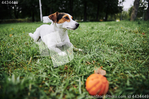 Image of Cute dog lying on grass