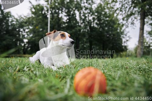 Image of Cute dog lying on grass