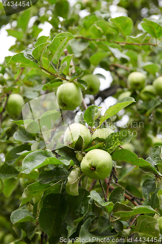 Image of Green apples on branch