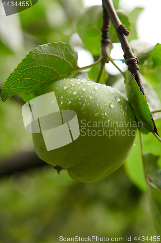 Image of Green apples on branch