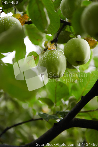 Image of Green apples on branch