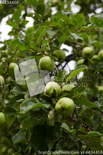 Image of Green apples on branch