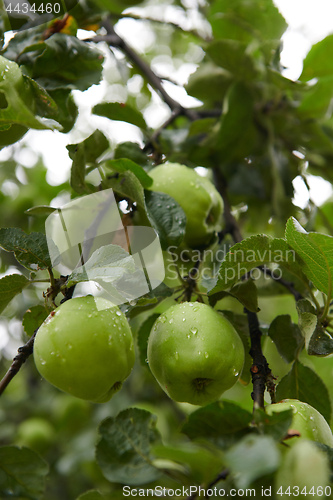 Image of Green apples on branch