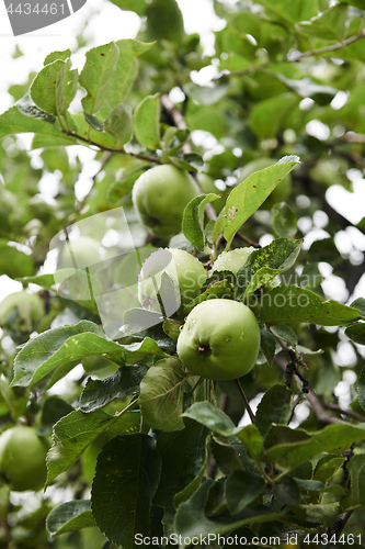 Image of Green apples on branch