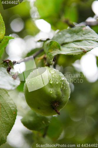 Image of Green apples on branch