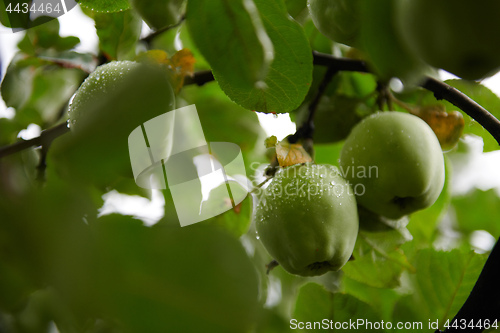 Image of Green apples on branch