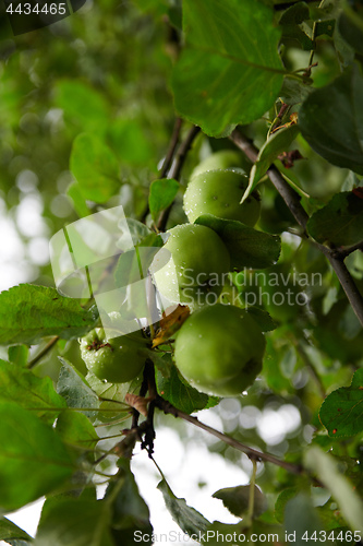 Image of Green apples on branch