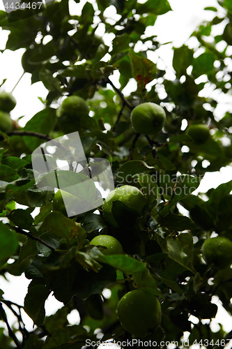 Image of Green apples on branch