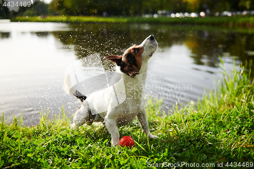 Image of Funny dog shaking off water