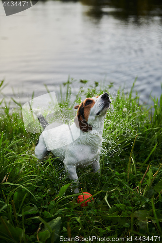 Image of Funny dog shaking off water