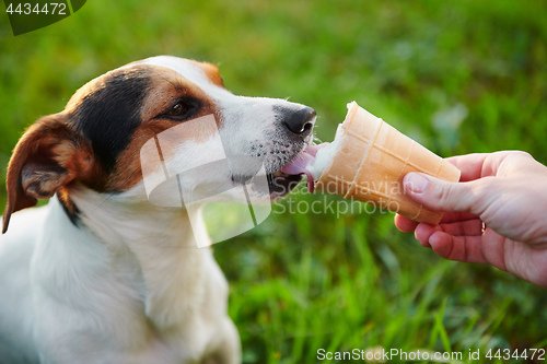 Image of small dog breeds Jack Russell Terrier eats ice cream