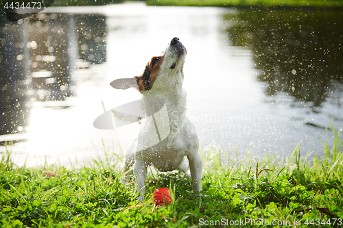 Image of Funny dog shaking off water