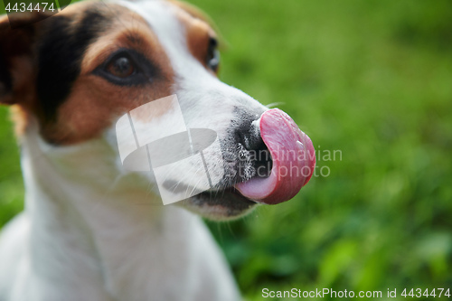 Image of Funny Jack Russell licking his nose with pink tongue