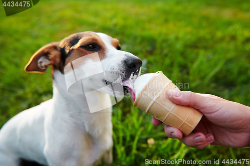 Image of small dog breeds Jack Russell Terrier eats ice cream