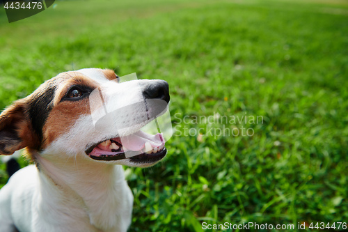 Image of Funny dog sitting in park