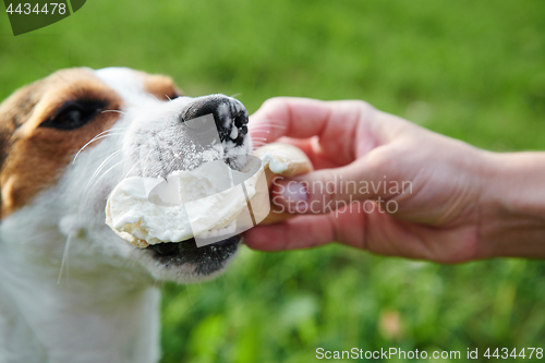 Image of small dog breeds Jack Russell Terrier eats ice cream