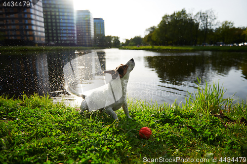 Image of Funny dog shaking off water