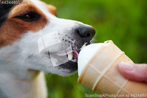 Image of small dog breeds Jack Russell Terrier eats ice cream