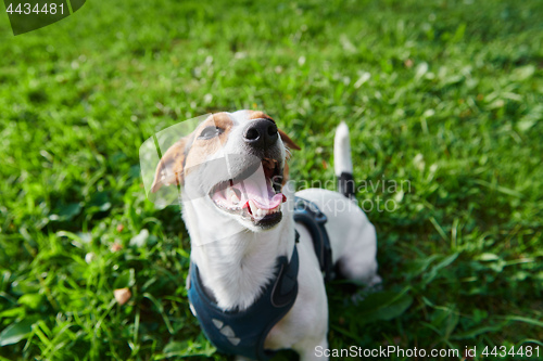 Image of Funny dog sitting in park