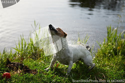 Image of Funny dog shaking off water