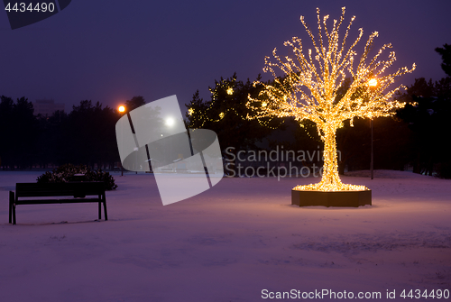 Image of Gold lights Christmas Tree