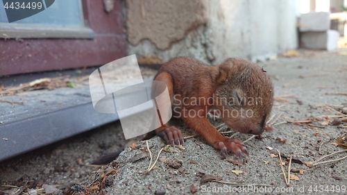 Image of Little squirrel baby sitting