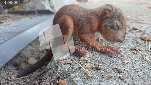 Image of Little squirrel baby sitting