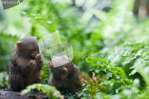 Image of Pair of pygmy monkeys sitting in green grass.