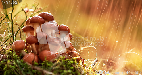 Image of Armillaria Mushrooms of honey agaric In a Sunny forest in the ra