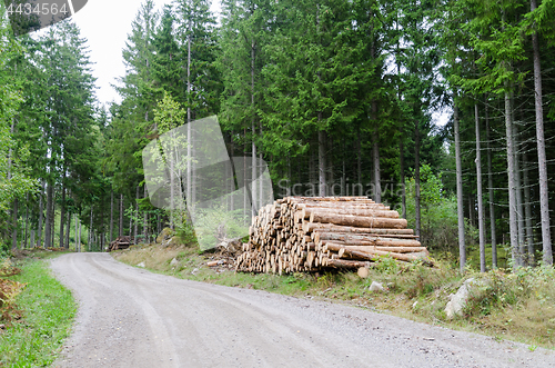 Image of Woodpile by roadside in a coniferous forest