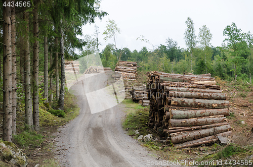 Image of Woodpiles by a gravel road side