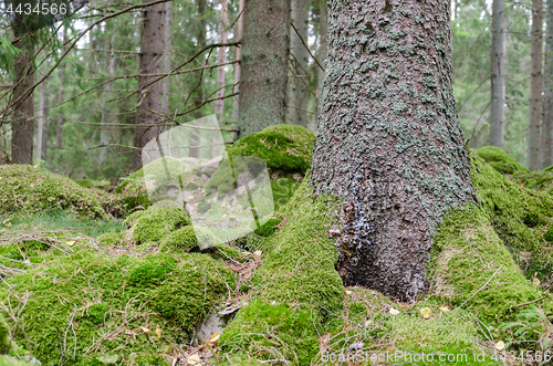 Image of Green mossy forest floor