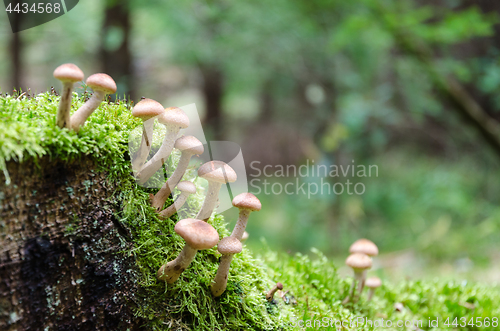 Image of Mushrooms growing on a mossy tree stump