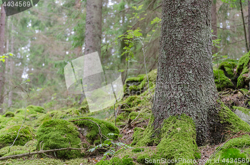 Image of Green spruce forest ground