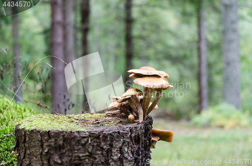 Image of Group of mushrooms on a tree stump