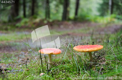 Image of Red mushroms in a green forest