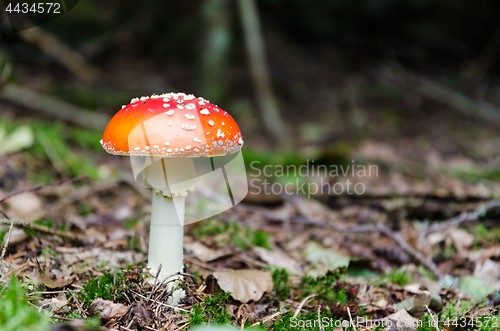 Image of Beautiful Death Cap mushroom