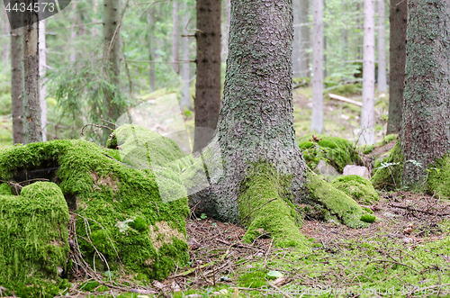 Image of Moss covered forest ground