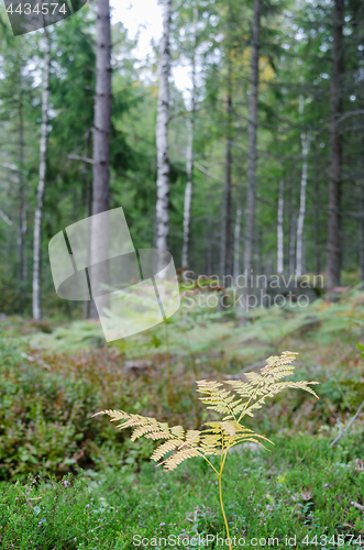 Image of Yellow fern plant in a green forest