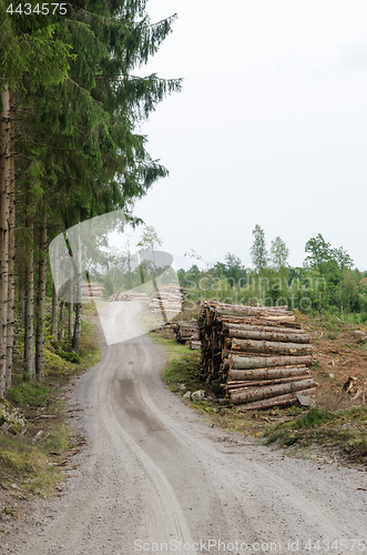 Image of Log-piles by a gravel roadside