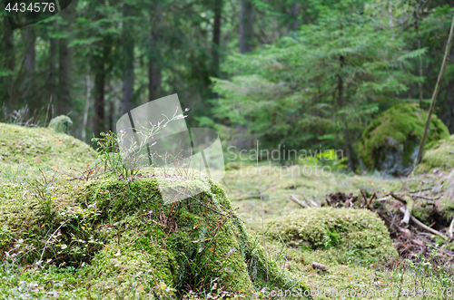 Image of Moss covered old stump