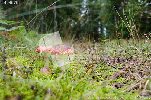 Image of Death Cap mushrooms on forest floor