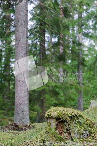 Image of Mossy old tree stump