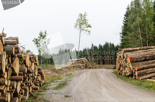 Image of Log stacks by roadside