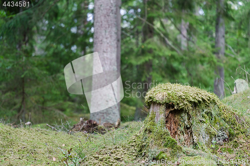 Image of Old moss wrapped tree stump