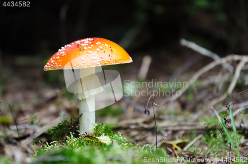 Image of One growing Death Cap