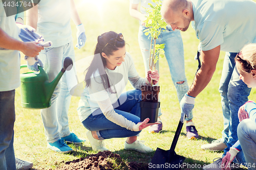 Image of group of volunteers planting tree in park