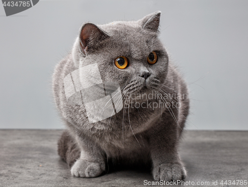 Image of grey british shorthair cat