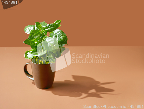 Image of coffee plant in a brown cup