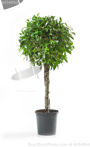 Image of Ficus tree on a white background